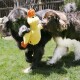 Deux gros chiens terre‑neuves foncés jouant dans une cour, l'un tenant un jouet en peluche jaune en forme de canard (aucun texte visible).