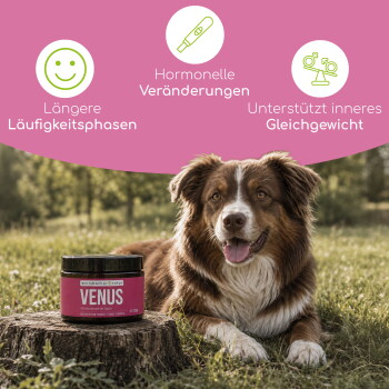 Ein glücklicher schwarz-grauer Hund sitzt im Gras mit "Venus Balance Powder" in der Nähe, das Vorteile für hormonelles Gleichgewicht und Scheinträchtigkeit hervorhebt.