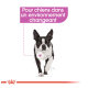 Un Boston Terrier courant avec le texte "Pour chiens dans un environnement changeant," promouvant un produit pour chiens dans des environnements changeants.