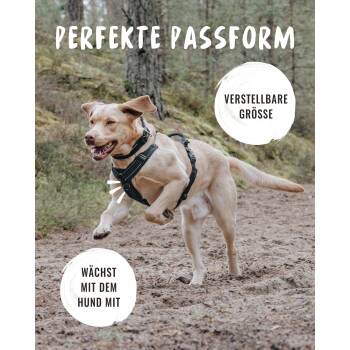 Ein glücklicher Hund in einem Geschirr läuft auf einem Waldweg mit Textüberlagerung: "Perfekte Passform", "Verstellbare Größe", "Wächst mit dem Hund."