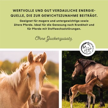 Bild eines Fohlens und eines erwachsenen Pferdes, das eine nahrhafte, zuckerfreie Energiequelle zur Gewichtszunahme bei untergewichtigen und älteren Pferden bewirbt.
