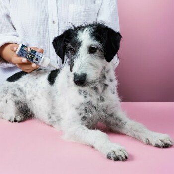 Ein schwarz-weißer Hund schnüffelt auf einem rosa Hintergrund, der eine Flasche mit der Aufschrift "Z Spot", schwarze Leckerlibälle, Kokosnussstücke und Kräuter zeigt.