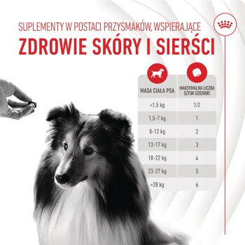 Ręka trzymająca smakołyk dla psa nad psem rasy Collie, z tekstem o suplementach dla zdrowia skóry i sierści, w tym wytycznymi dotyczącymi dawkowania.