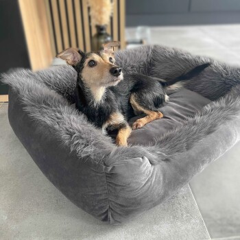 Ein kleiner Hund mit einem schwarz-braunen Fell sitzt bequem in einem plüschigen, grauen Haustierbett mit einem flauschigen Rand und schaut neugierig zur Seite.