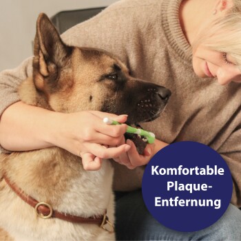 Eine Person bürstet sanft die Zähne eines großen Hundes, eines Akitas, mit einer grünen Zahnbürste. Text in einem blauen Kreis lautet "Komfortable Plaque-Entfernung."