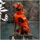 Ein Hund trägt einen leuchtend orangefarbenen Regenmantel mit Kapuze, steht vor einem weißen Hintergrund.