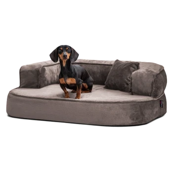 Ein schwarz-brauner Dackel, der auf einem plüschigen, grauen Hundebett mit erhöhten Seiten und einem kleinen Kissen entspannt.