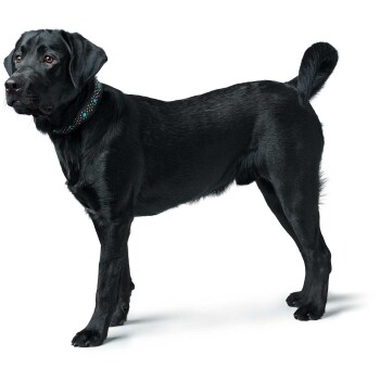 Ein schwarzer Labrador Retriever steht elegant da und zeigt sein glänzendes Fell und ein dekoratives Halsband mit blauen Akzenten.