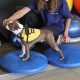 Ein brauner und weißer Hund in einem gelben Geschirr steht auf zwei blauen Balance-Discs, während er sanft von einer Frau in einem blauen Hemd gestreichelt wird.