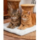Braun getigerte und orangefarbene Katze liegen nebeneinander auf einer weißen Plüschmatte über einem gewebten Teppich, im Hintergrund Weidenkörbe.