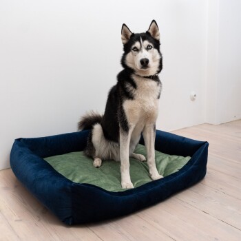Ein schwarz-weißer sibirischer Husky sitzt auf einem plüschigen Hundebett mit einem grünen Kissen, vor einer minimalistischen weißen Wand.