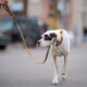 Weißer Hund mit braunen Gesichtsflecken trägt ein gelb-grün gemustertes Halsband und Leine, läuft auf dem Gehweg