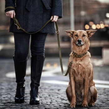 Ein stilvoller olivgrüner Hundehalsband mit einer glänzenden goldenen Schnalle und Beschlägen, vor einem hellen Hintergrund präsentiert.