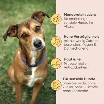 Dosenfutter für Hunde mit der Aufschrift "Lachs und Kartoffel" von Milo & Mia, das Lachs und Kartoffeln enthält, mit Symbolen für Immunbooster und Verdauungsgesundheit.