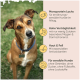 Dosenfutter für Hunde mit der Aufschrift "Lachs und Kartoffel" von Milo & Mia, das Lachs und Kartoffeln enthält, mit Symbolen für Immunbooster und Verdauungsgesundheit.