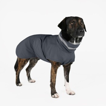 Ein mittelgroßer Hund mit einem gestromten Fell, der einen dunkelgrauen, isolierten Hundemantel trägt und vor einem weißen Hintergrund steht.