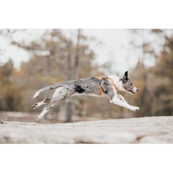 Ein verspielter Hund mit einem grau-weißen Fell, der ein oranges Geschirr trägt, springt fröhlich über felsiges Terrain in einer natürlichen Umgebung.