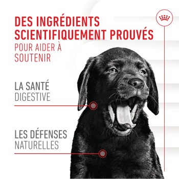 Un chien noir en train de bâiller avec le texte : "Ingrédients scientifiquement prouvés pour soutenir la santé digestive et les défenses naturelles."