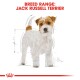 Illustration of a Jack Russell Terrier with measurements, labeled "Breed Range: Jack Russell Terrier" in bold red text.
