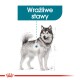 Ilustracja psa z podkreślonymi wrażliwymi stawami, oznaczona "Wrażliwe stawy" w turkusowym tekście powyżej.