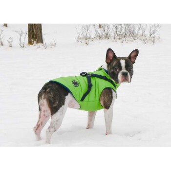 Ein Französischer Bulldogge in einer leuchtend grünen Winterjacke steht im Schnee und schaut zurück zur Kamera.