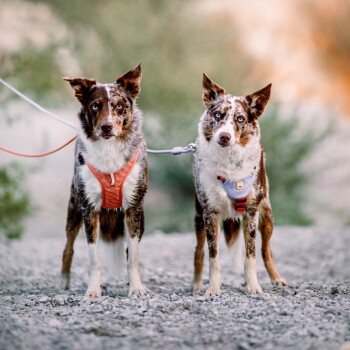 Zwei Border Collies stehen nebeneinander auf einem Kiesweg, tragen farbenfrohe Geschirre – eines orange und eines blau – vor einem verschwommenen natürlichen Hintergrund.