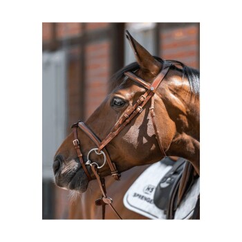 Nahaufnahme eines braunen Pferdes mit einer Ledertrense, das sein ausdrucksvolles Auge und detailliertes Geschirr vor einem verschwommenen Hintergrund zeigt.