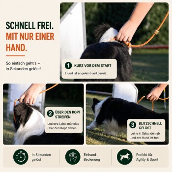 Schokoladenfarbener Labrador Retriever mit grünem Seil-Halsband, der nach rechts schaut vor unscharfem Hintergrund.