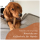 Golden Retriever, der auf einem grauen Sofa an einem langlebigen Hundekauknochen aus Kaffeebaumholz kaut, mit deutschem Text zum Produkt.