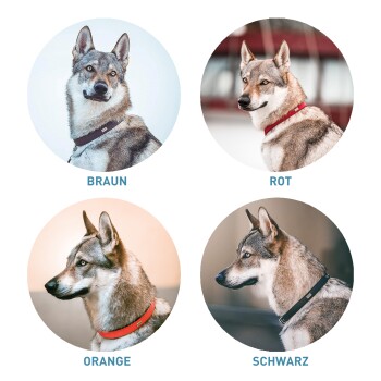 Vier kreisförmige Bilder von Hunden, die verschiedene Farben von Halsbändern zeigen: braun (Braun), rot (Rot), orange (Orange) und schwarz (Schwarz).