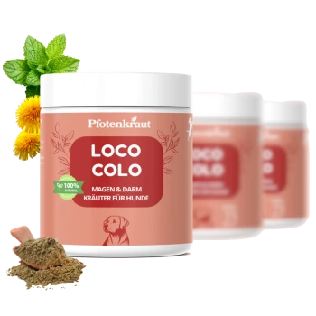 Behälter mit 'Loco Colo' Hundekräuterergänzung von Pfotenkraut, mit einem Löffel grünen Pulvers daneben, auf einem sanften Farbverlauf-Hintergrund.