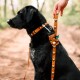 Ein schwarzer Hund mit einem orangefarbenen gemusterten Halsband steht auf einem Schotterweg, während eine Person eine orangefarbene Leine mit einem Abfallbeutelspender hält.