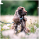 Ein brauner Cocker Spaniel sitzt auf einem Feld voller Löwenzahn, trägt eine blau-gelbe Leine und schaut nachdenklich zur Seite.