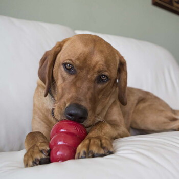 Brauner Hund liegt auf einer weißen Couch und kaut an einem roten KONG-Spielzeug, die Vorderpfoten halten das Spielzeug, sichtbarer KONG-Text.