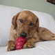 Brauner Hund liegt auf einer weißen Couch und kaut an einem roten KONG-Spielzeug, die Vorderpfoten halten das Spielzeug, sichtbarer KONG-Text.
