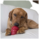 Brauner Hund liegt auf einer weißen Couch und kaut an einem roten KONG-Spielzeug, die Vorderpfoten halten das Spielzeug, sichtbarer KONG-Text.
