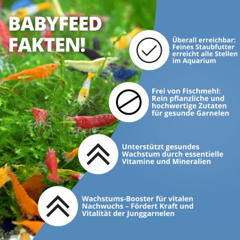 Bunte Aquariengarnele auf Moos mit blauem Infofeld 'BABYFEED FAKTEN!' und deutschen Aufzählungspunkten zum Garnelenfutter