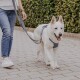 Eine Person, die einen weißen Hund auf einem gepflasterten Weg führt, trägt ein blaues Geschirr und eine gemusterte Leine, umgeben von Grün.