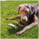 Ein grauer Labrador Retriever liegt auf grünem Gras und schaut mit drei Hundeknochen in der Nähe in die Kamera.