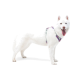 Ein weißer Hund, der ein lila und graues Geschirr trägt, steht vor einem schlichten weißen Hintergrund.