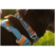 Eine Nahaufnahme eines schwarzen Hundes, der ein farbenfrohes Ruffwear-Geschirr trägt, mit einem blauen und orangefarbenen Design, und einem sichtbaren Etikett mit der Aufschrift "RUFFWEAR."