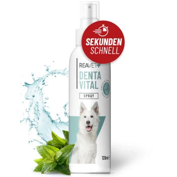 Flasche mit REAVET DentaVital Spray für Hunde, 120ml, mit einem Bild eines weißen Hundes und einem roten Etikett "Sofort Effekt", mit Minzblättern.