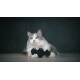 Spielzeugset: "Happy Playtime"