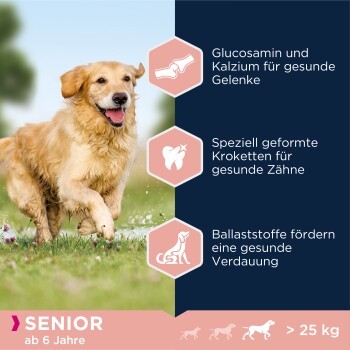 Ein Golden Retriever läuft auf einem grasbewachsenen Feld und zeigt die Vorteile von Senior-Hundefutter: Glucosamin, Calcium, Zahnpflege-Kibble und Ballaststoffe.