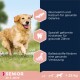 Ein Golden Retriever läuft auf einem grasbewachsenen Feld und zeigt die Vorteile von Senior-Hundefutter: Glucosamin, Calcium, Zahnpflege-Kibble und Ballaststoffe.