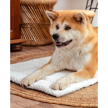 Ein flauschiger Akita-Hund ruht auf einer weichen weißen Matte, mit einem geflochtenen Korb und Holzmöbeln im Hintergrund.