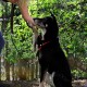 Ein schwarz-weißer Hund mit einem roten Geschirr erreicht spielerisch eine Hand einer Person in einem grünen, bewaldeten Gebiet.