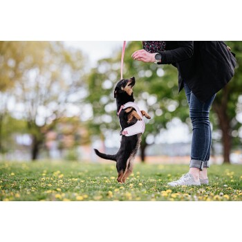 Ein kleiner schwarz-brauner Hund in einem rosa Geschirr steht auf seinen Hinterbeinen und greift nach einer Person, die ein blumiges Oberteil und eine schwarze Jacke trägt.