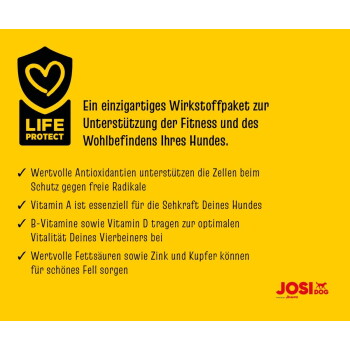Schwarz-weißer Hund mit rotem Halsband, sitzend und nach oben schauend, auf weißem Hintergrund.