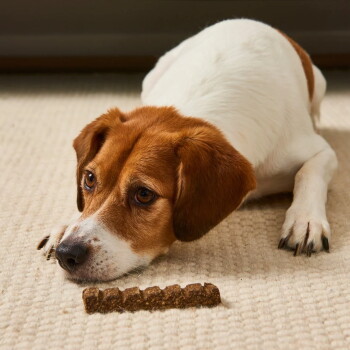 Braun-weißer Hund liegt auf einem Teppich und starrt konzentriert auf einen kleinen rechteckigen, gerillten Hundesnack direkt vor seiner Nase.